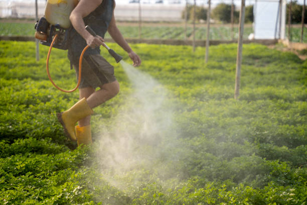Best Ant Control Services  in Dilley, TX