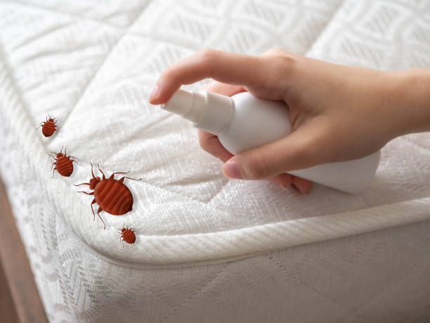 Best Flea Control Services  in Dilley, TX